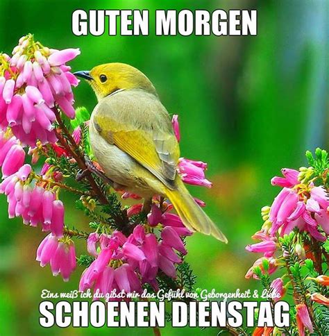 schönen dienstag morgen bilder kostenlos